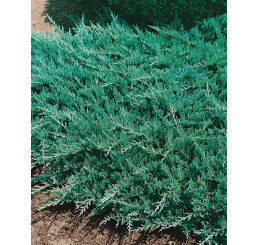 Juniperus horizontalis ´Blue Chip´ / Borievka, 15-20 cm, K9