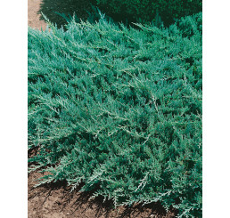 Juniperus horizontalis ´Blue Chip´ / Borievka, 15-20 cm, C1,5