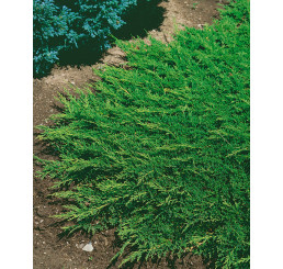 Juniperus horizontalis ´Prince of Wales´ / Borievka, 15 - 20 cm, K9