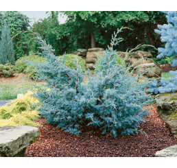 Juniperus chinensis ´Blue Alps´ / Borievka, 30-40 cm, C3