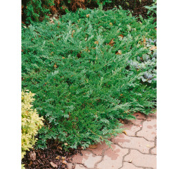 Juniperus horizontalis ´Prince of Wales´ / Borievka, 15 - 20 cm, K9