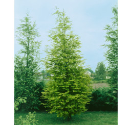 Metasequoia glyptostroboides / Metasekvoja čínska, 60-80 cm, C3