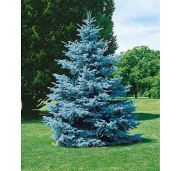 Picea pungens ´Hoopsii´ / Smrek pichľavý, 80/+ cm, KB