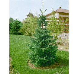 Picea omorika / Smrek srbský omorikový, 20 - 30 cm, K9