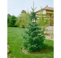Picea omorika / Smrek srbský omorikový, 125-150 cm, C25