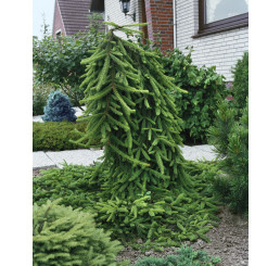 Picea abies ´Inversa´ / Smrek obyčajný previsnutý, 150-175cm, KB