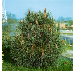 Pinus cembra / Borovica limbová, 20-30 cm, C2