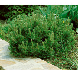 Pinus mugo ´Pumilio´ / Borovica horská, 15-20 cm, C1,5