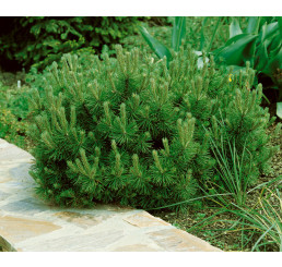 Pinus mugo ´Pumilio´ / Borovica horská, 30-40 cm, C10