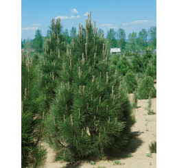 Pinus nigra 'Pyramidalis' / Borovica čierna štepená, 125-150 cm, KB