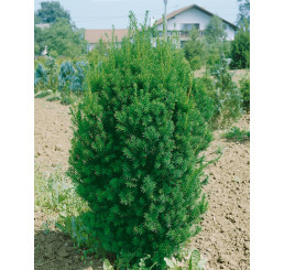 Taxus media ´Hillii´ / Tis prostredný, 40-50 cm, C3