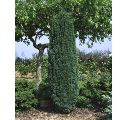 Taxus bacc. ´Fastigiata Robusta´ / Tis obyčajný, 20-30 cm, C1