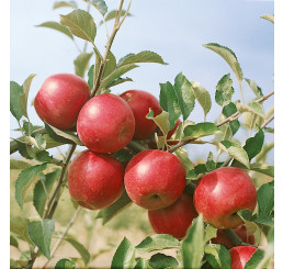 Malus domestica ´Jonathan´ / Jabloň zimná, M26