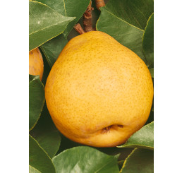 Pyrus communis ´Lucasova´ / Hruška zimná, hr. kirchensaller
