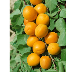 Prunus armeniaca ´Karola´ / Marhuľa, myr.