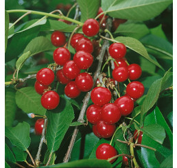 Prunus cerasus ´Erdi Bötermö´ / Višňa, mah.