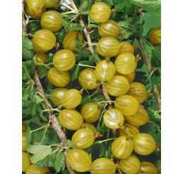 Ribes grossularia ´Invicta / Egreš biely rezistentný, ker, K9