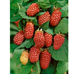 Rubus fruticosus ´Tayberry´ / Malinočernica, K9