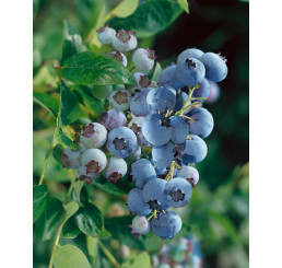 Vaccinium corymb. ´Earlyblue´ / Kanadská čučoriedka, 40-60 cm, K17