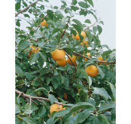 Diospyros kaki ´Vaniglia´ / Hurmi kaki/ Ebenovník rajčiakový, 120-150 cm, VK