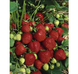 Fragaria ananassa ´Elsanta´ / Jahoda stredne skorá, bal. 10 ks, VK