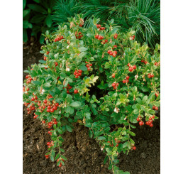 Vaccinium vitis-idaea ´Koralle´ / Brusnica pravá, 10-15 cm, K9