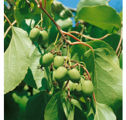 Actinidia arguta ´Issai´ BIO/ Drobnoplodé kiwi BIO, K12