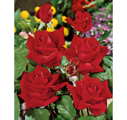 Rosa ´Sophia Loren´ / Ruža čajohybrid červená, krík, BK