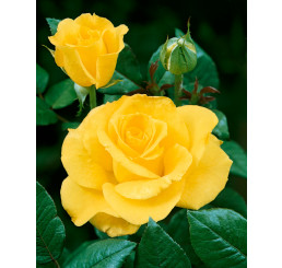 Rosa ´Mabella´ / Ruža čajohybrid jemnežltá, krík, BK