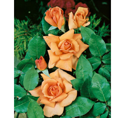 Rosa ´Beauty´ / Ruža čajohybrid, krík, BK