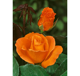 Rosa ´Doris Tystermann´ / Ruža čajohybrid, krík,C2