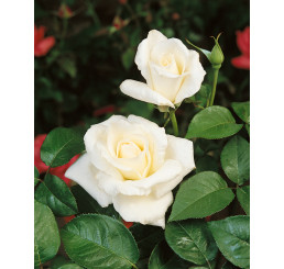 Rosa ´Mount Shasta´ / Ruža čajohybrid, krík, BK