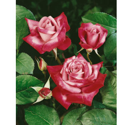Rosa ´Passion´ / Ruža čajohybrid, krík, BK