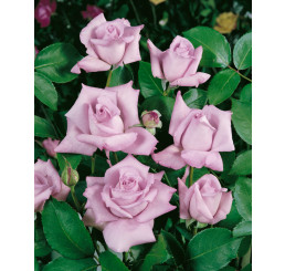 Rosa ´Sissi´ / Ruža čajohybrid, krík, C3