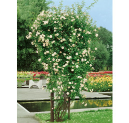 Rosa ´Ilse Krohn Superior´ / Ruža popínavá, krík, BK