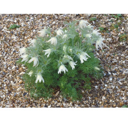 Pulsatilla vulgaris ´Alba´/ Poniklec, K9