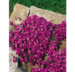 Aubrieta cultorum 'Vesuv'/ Tarička, C1,5