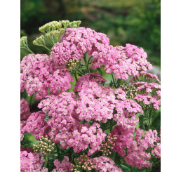 Achillea millefolium 'Lilac Beauty'/ Rebríček obyč., Myší chvost, K9