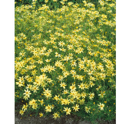 Coreopsis verticillata ´Moonbean´ / Kráska praslenová, K9