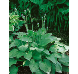 Hosta ´Big Daddy´ / Hosta / Funkia, C1