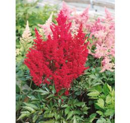 Astilbe japonica ´Montgomery´ / Astilba tmavočervená, C1