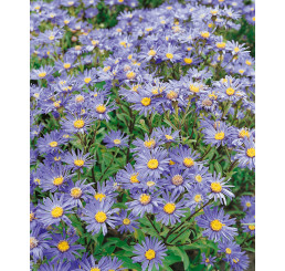 Aster amellus ´Rudolf Goethe´ / Astra kopcová modrá, K9