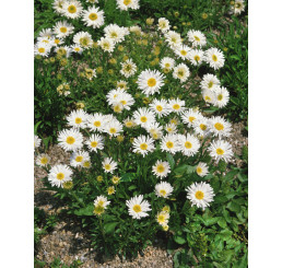 Aster alpinus ´Albus´ / Astra alpínska biela, K9
