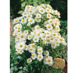 Aster novi-belgii ´White Ladies´ / Astra novobelgická, C1,5