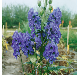 Aconitum carmichaeli ´Arendsiiˇ / Prilbica, K9