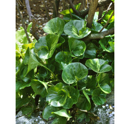 Asarum europaeum / Kopytník európsky, K9
