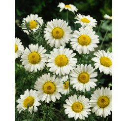 Anthemis hybrida ´Sauce Hollandaise´ / Ruman, K9