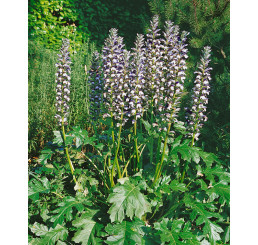 Acanthus mollis / Akant mäkký, K9