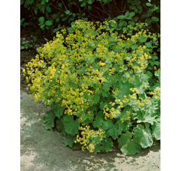 Alchemilla molis ´Auslese´ / Alchemilka mäkká zelenožltá, K9