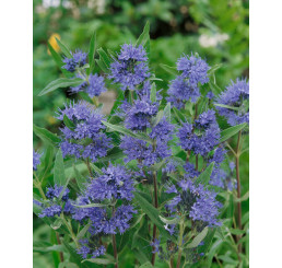 Caryopteris cland. ´Heavenly Blue´ / Bradavec, 30-40 cm, C2